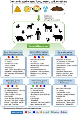 Zoonotic Diseases and Phytochemical Medicines for Microbial Infections in Veterinary Science: Current State and Future Perspective